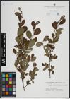 Foto von Salix atrocinerea Brot. x Salix aurita L.